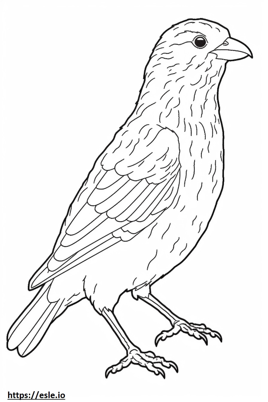 Barbet cute coloring page