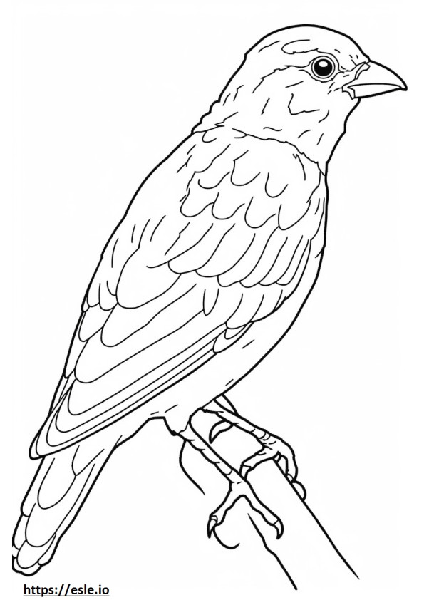 Barbet cute coloring page