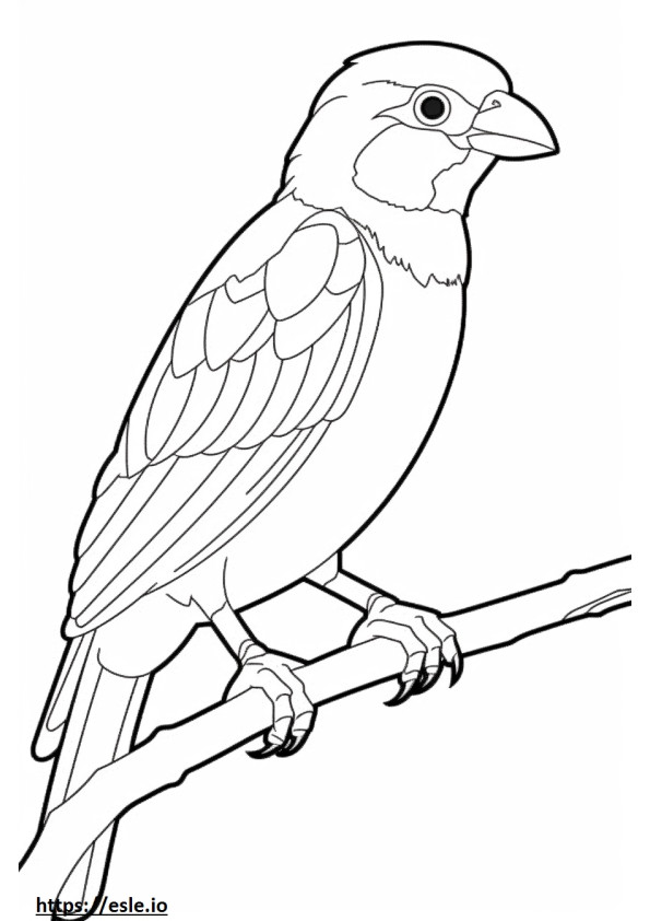 Barbet Playing coloring page