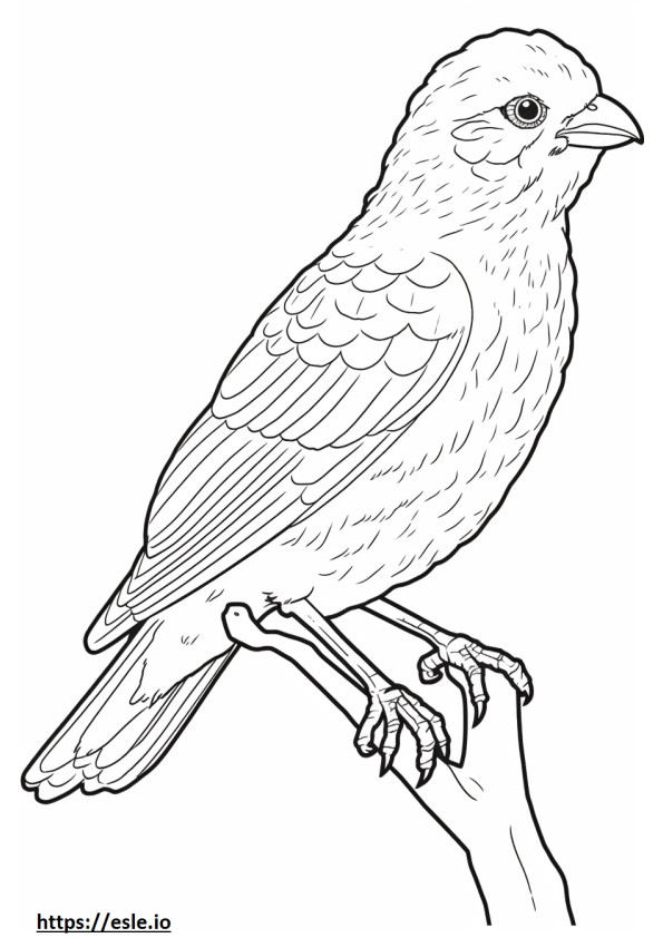 Barbet Playing coloring page