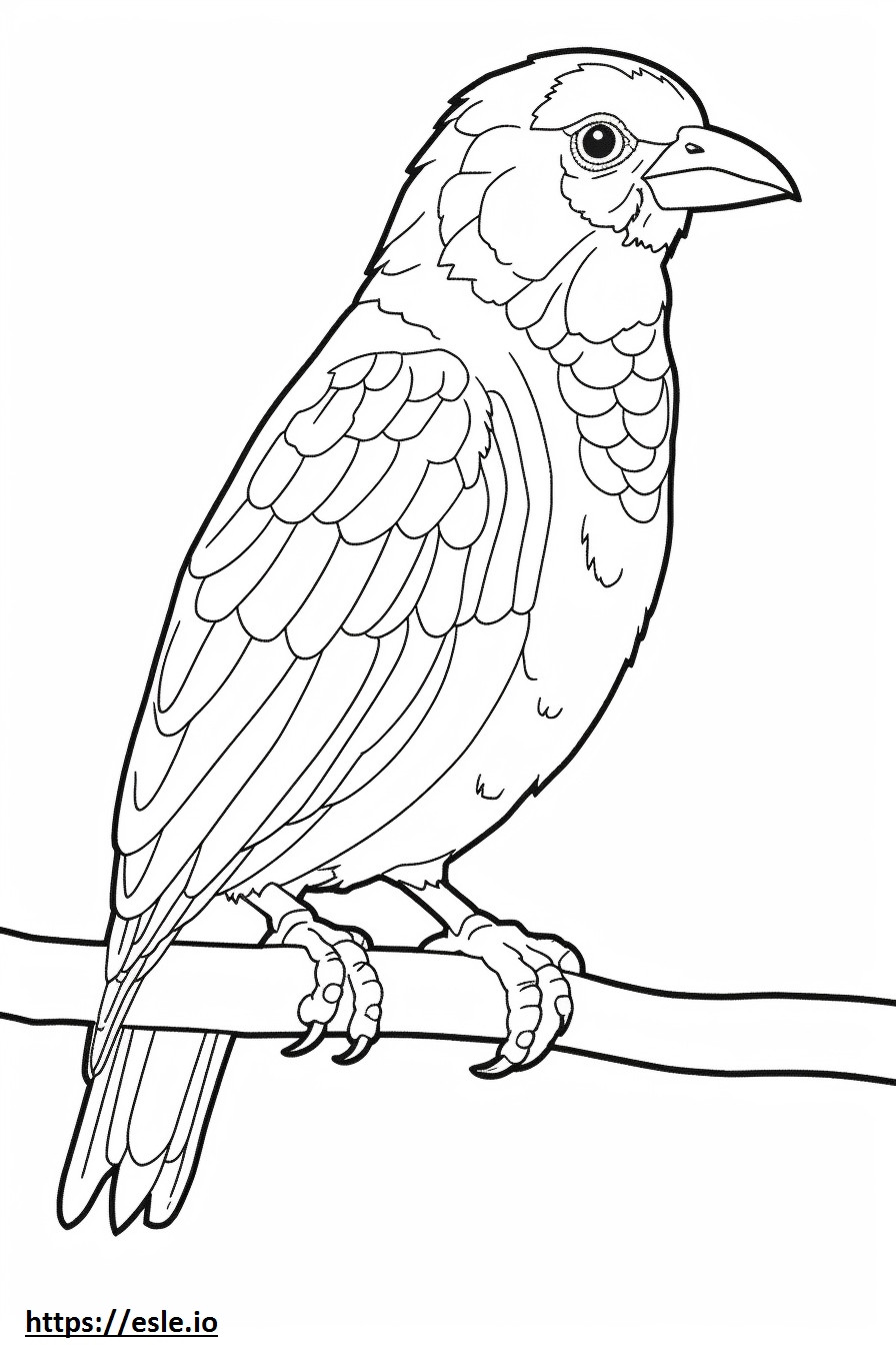 Barbet Friendly coloring page