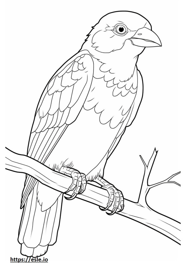 Barbet Friendly coloring page