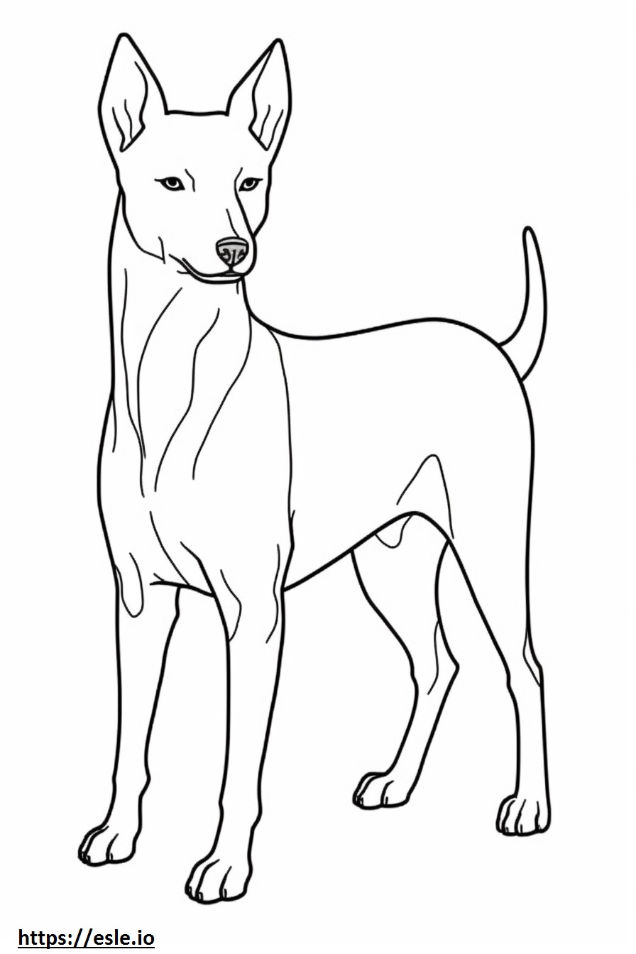 Basenji-Hund Ganzkörper ausmalbild