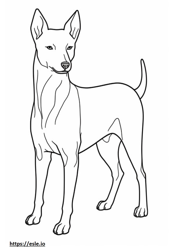 Basenji Dog koko vartalo värityskuva