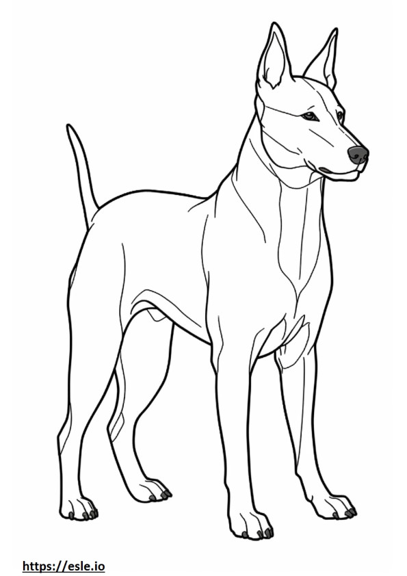 Basenji Hond volledig lichaam kleurplaat