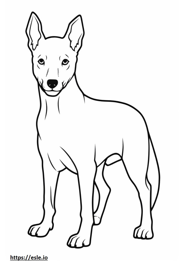 Coloriage Bébé chien Basenji à imprimer