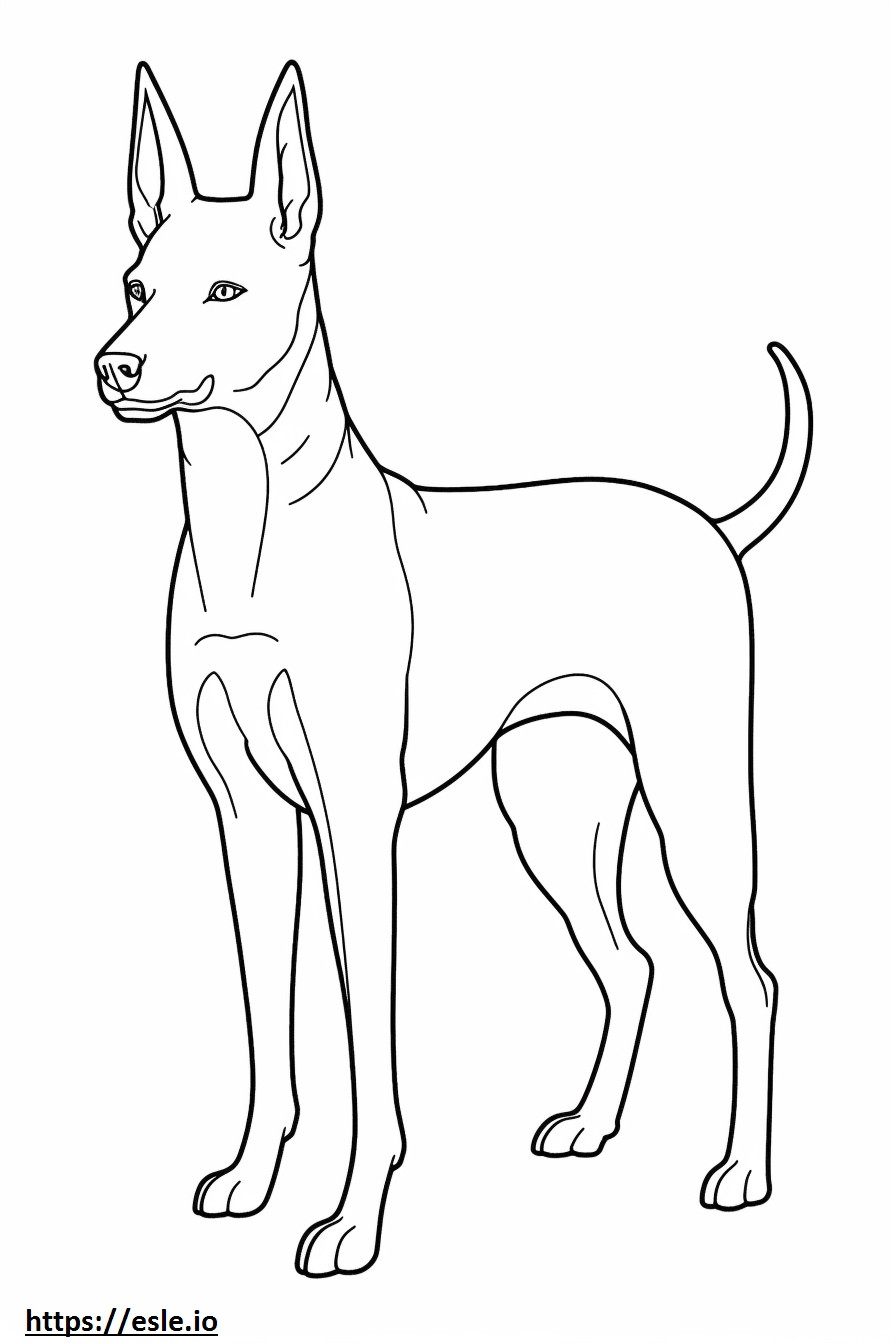 Basenji Hond volledig lichaam kleurplaat kleurplaat