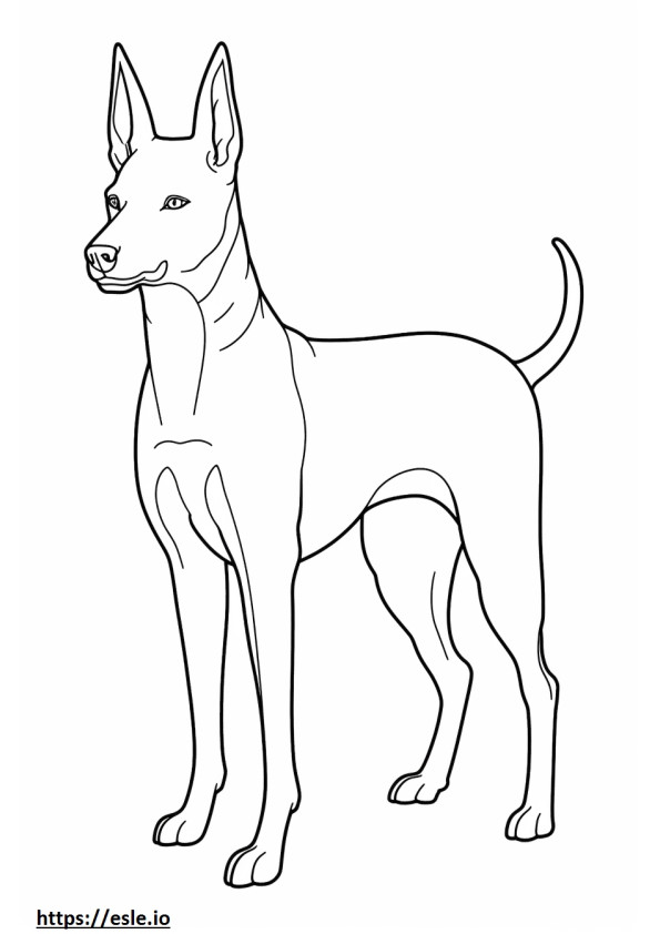 Cachorro Basenji de corpo inteiro para colorir