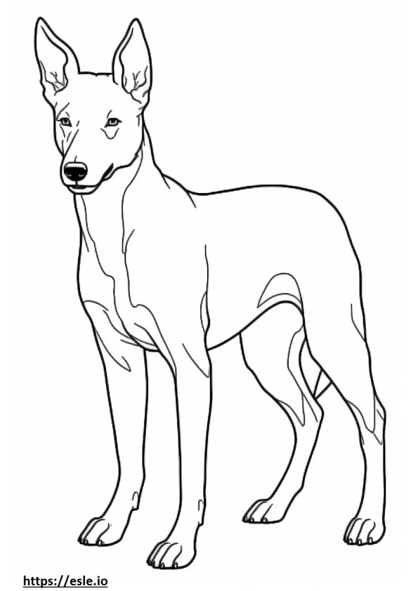 Cachorro Basenji de corpo inteiro para colorir