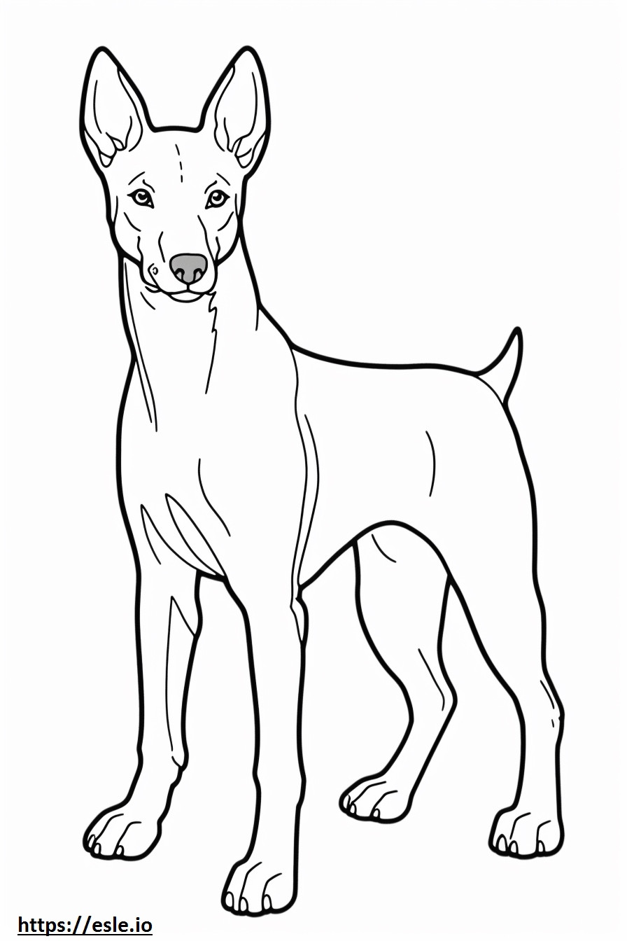 Basenji Dog baby coloring page