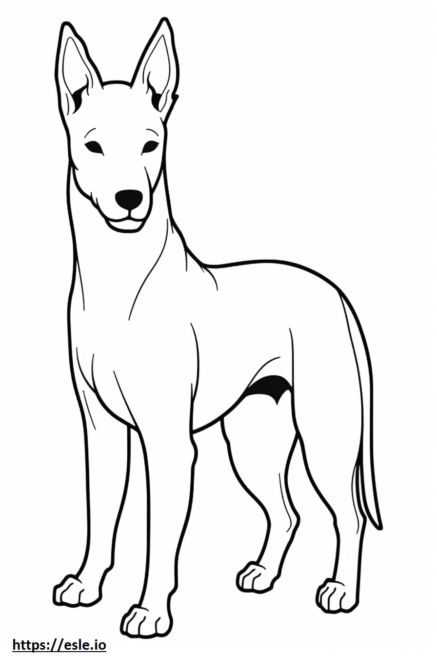 Basenji Dog cartoon coloring page