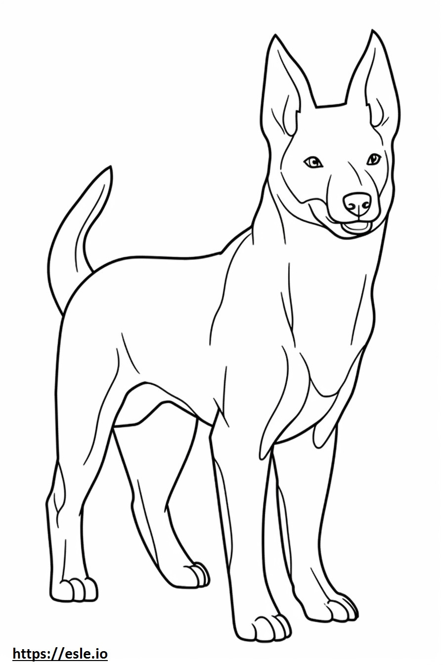 Basenji Dog söpö värityskuva