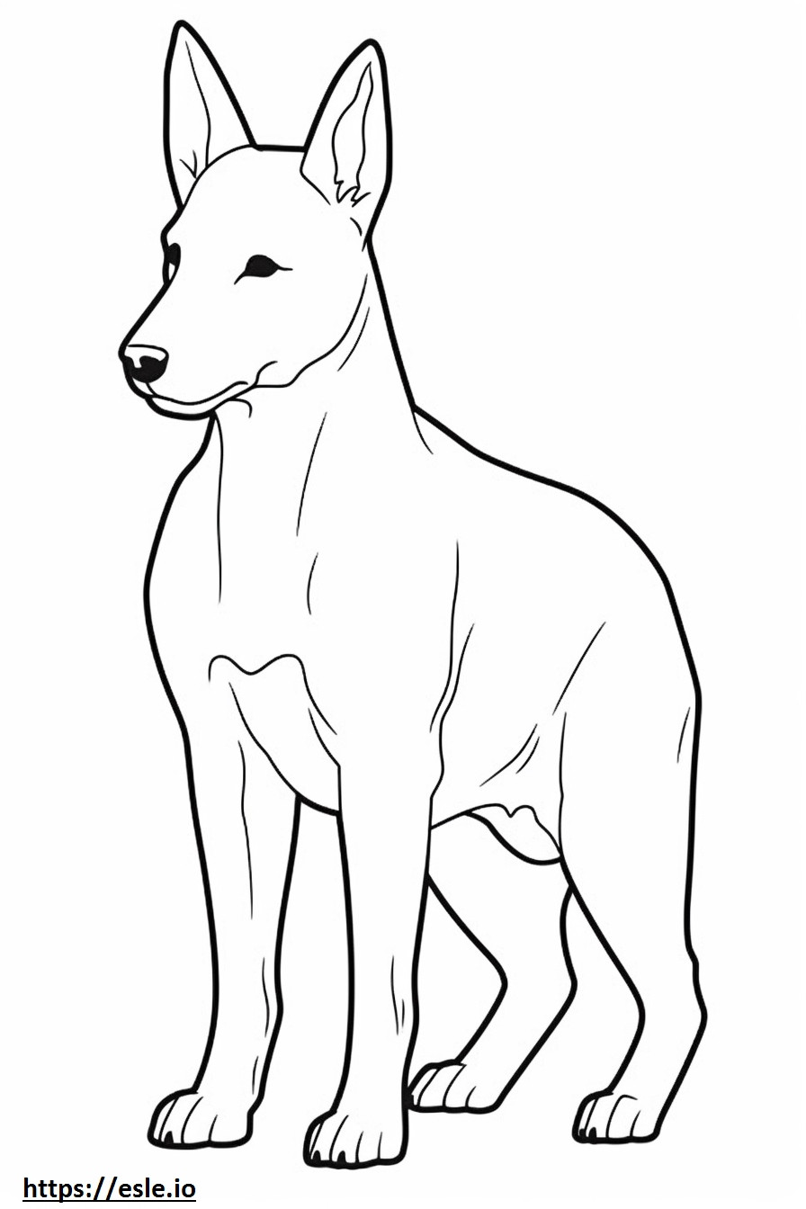 Cachorro Basenji fofo para colorir