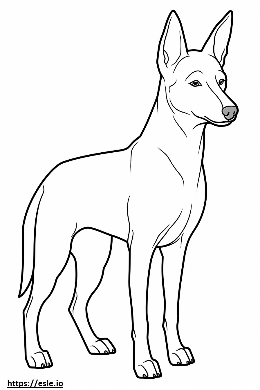 Basenji Dog söpö värityskuva