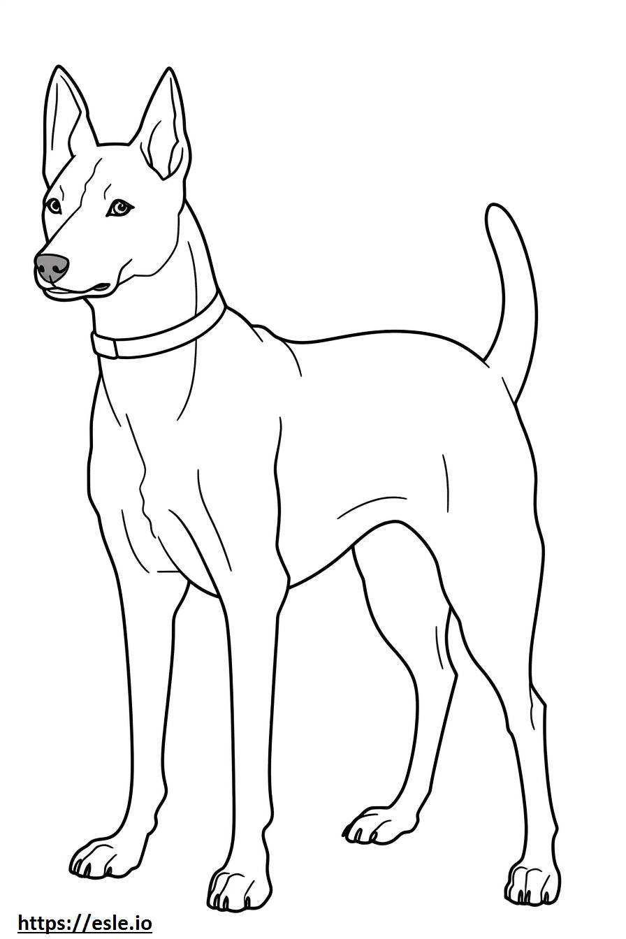 Basenji Dog onnellinen värityskuva