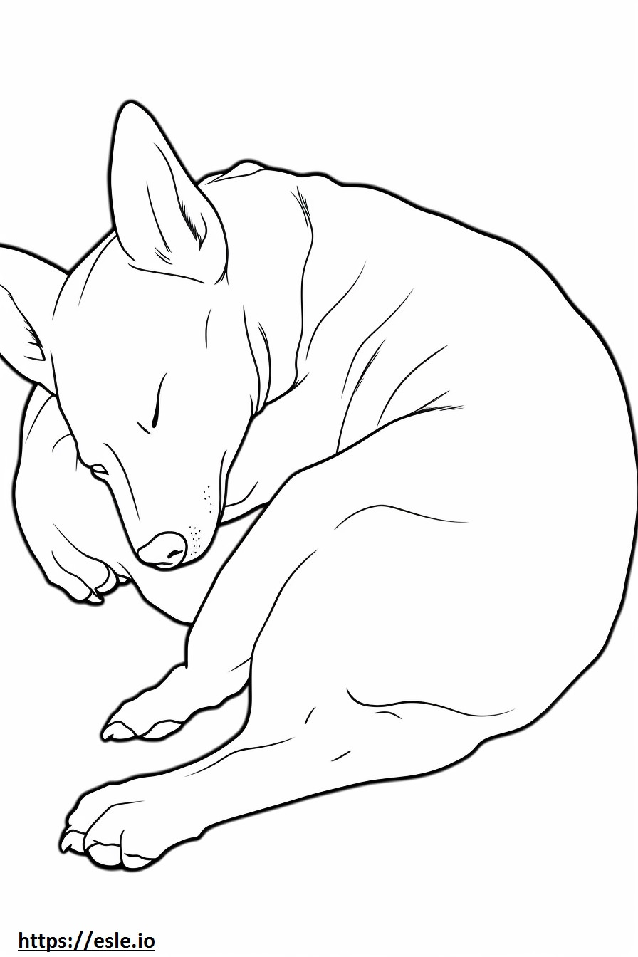 Cane Basenji che dorme da colorare