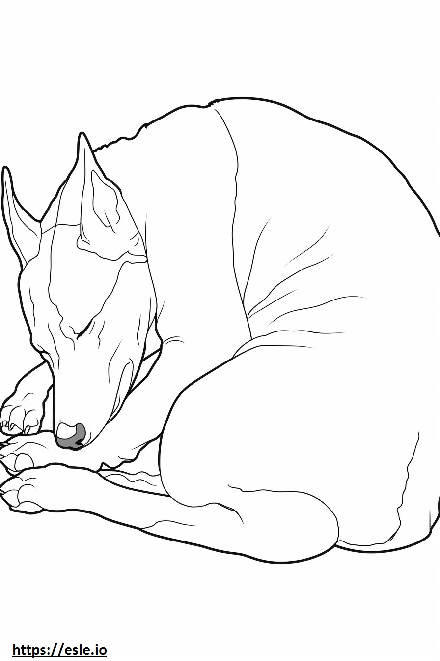 Basenji-hond slaapt kleurplaat kleurplaat