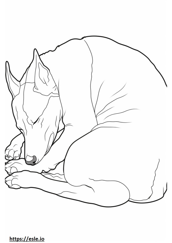 Basenji Dog Sleeping coloring page
