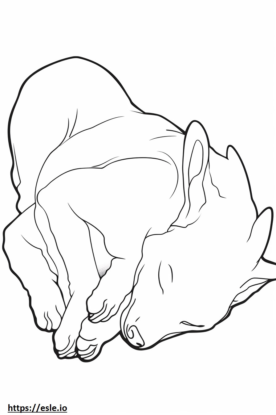 Basenji-koira nukkuu värityskuva