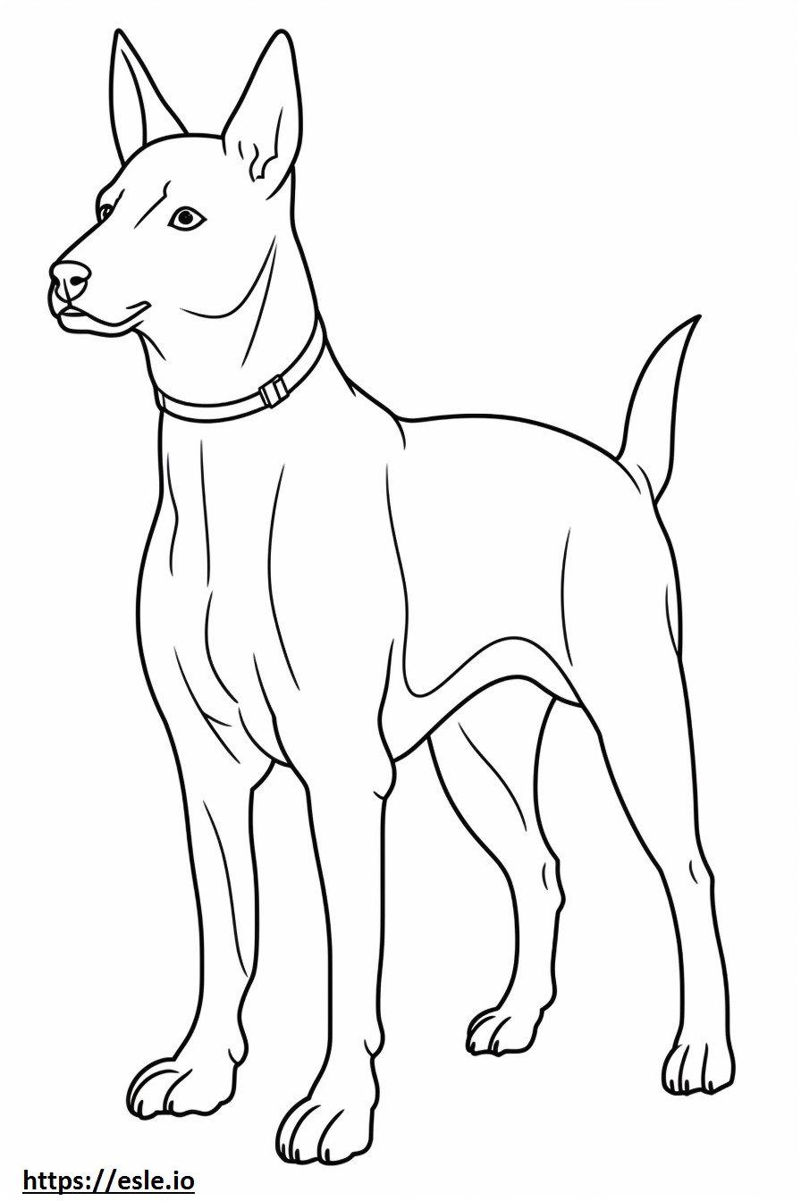 Basenji Dog Playing coloring page