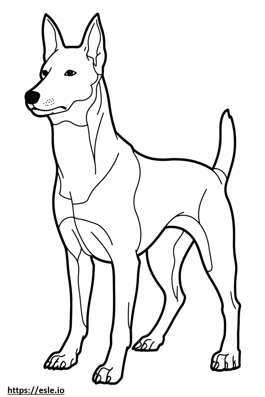 Basenji hondvriendelijk kleurplaat kleurplaat