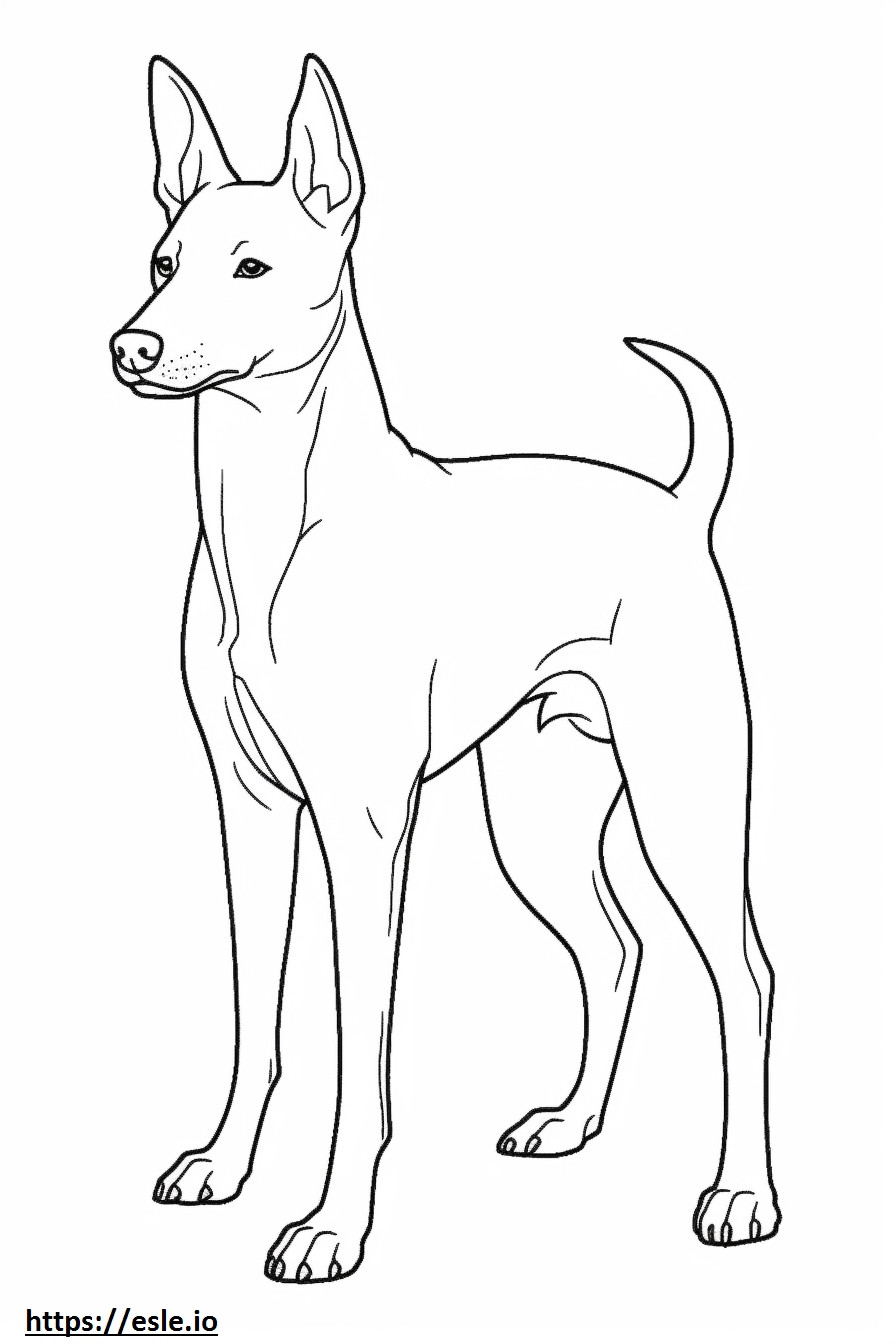 Basenji Dog Friendly de colorat