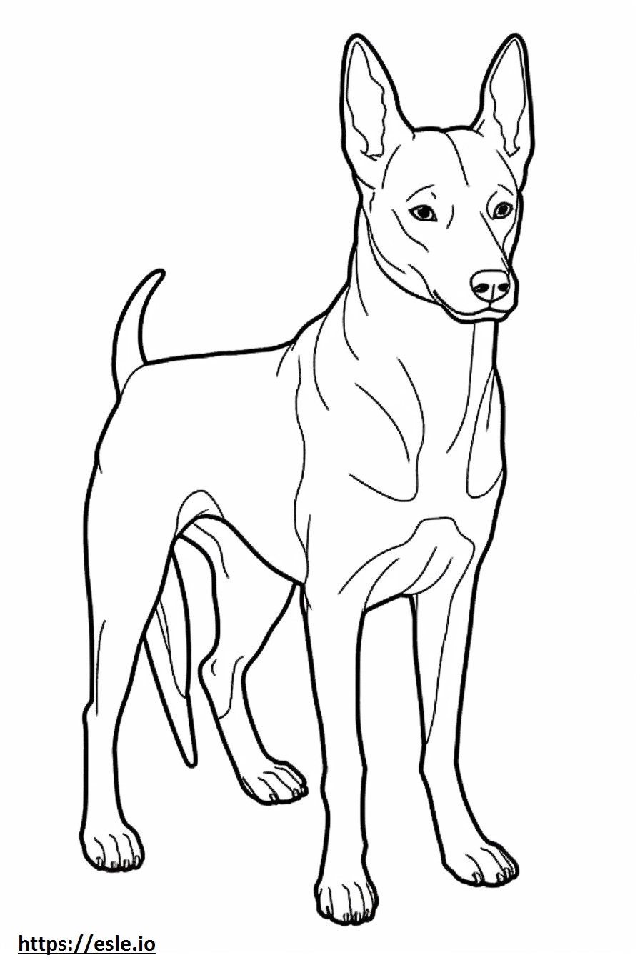Basenji Dog Friendly coloring page