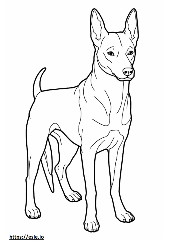 Basenji Dog Friendly de colorat