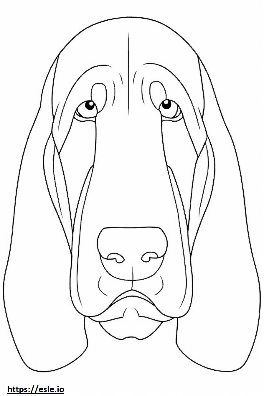 Basset Houndin kasvot värityskuva