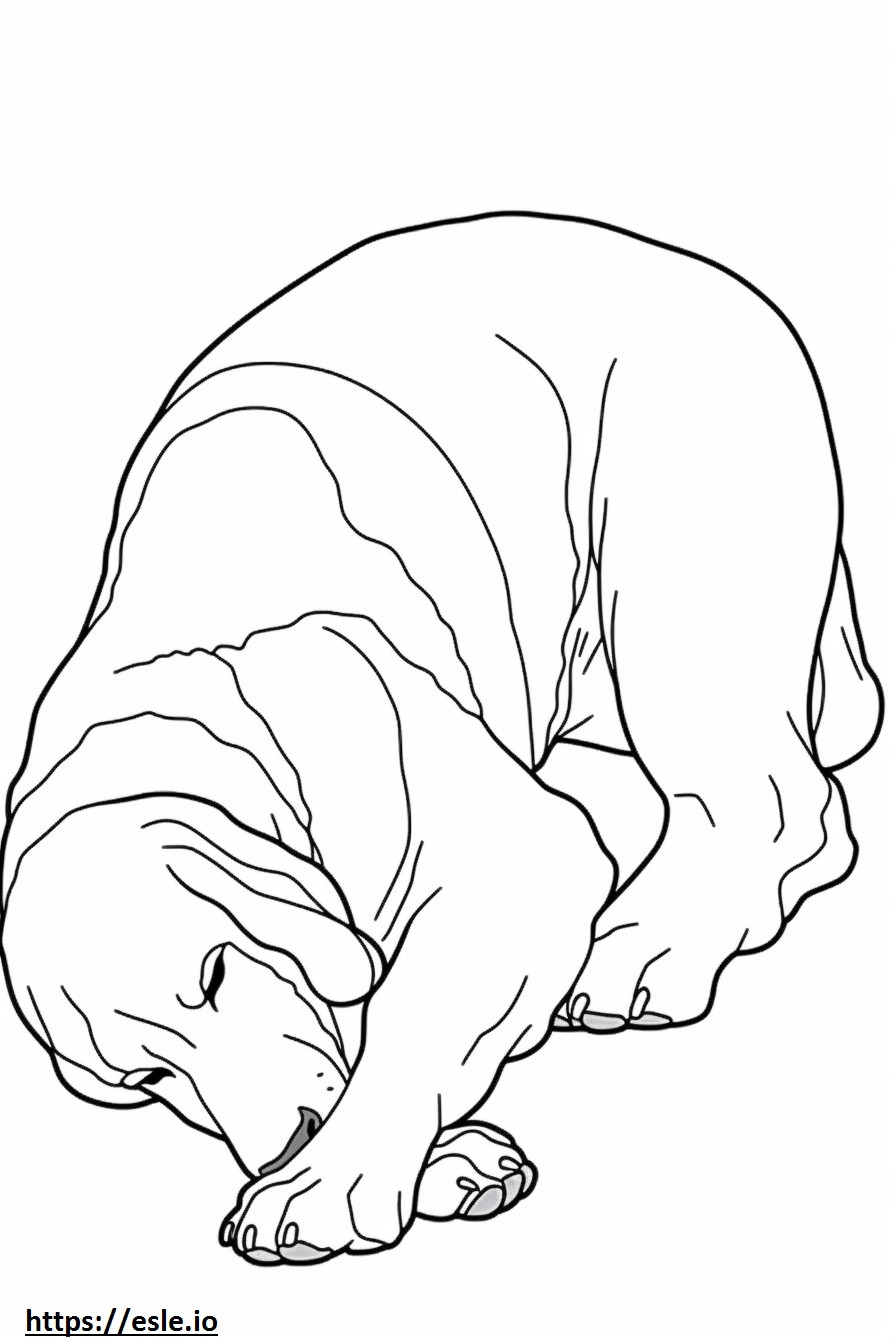Basset-koira nukkuu värityskuva
