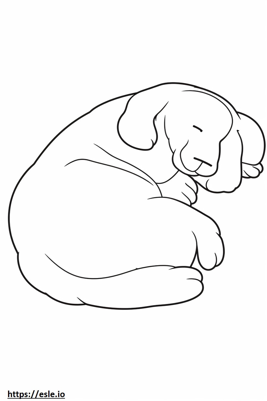 Bassetoodle dormindo para colorir