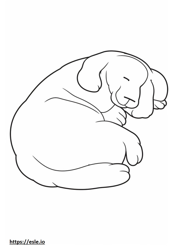 Bassetoodle dormindo para colorir