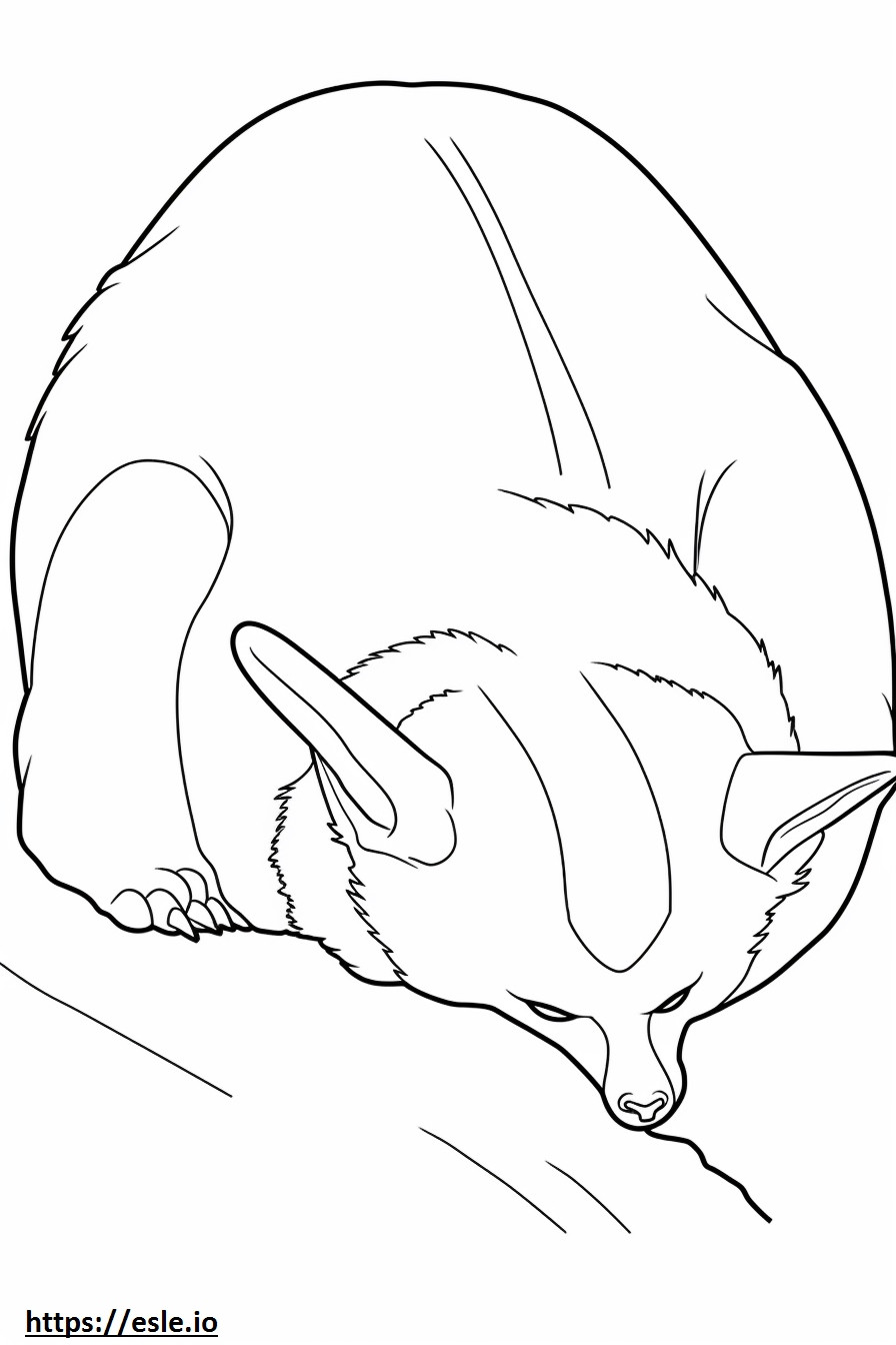 Śpiący lis z uszami nietoperza kolorowanka
