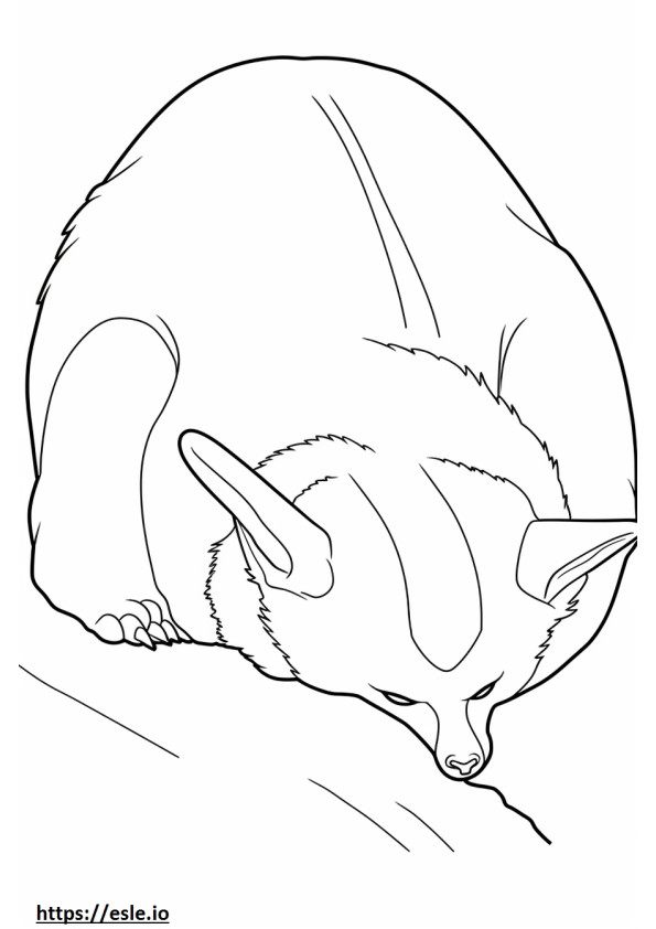 Coloriage Renard à oreilles de chauve-souris dormant à imprimer