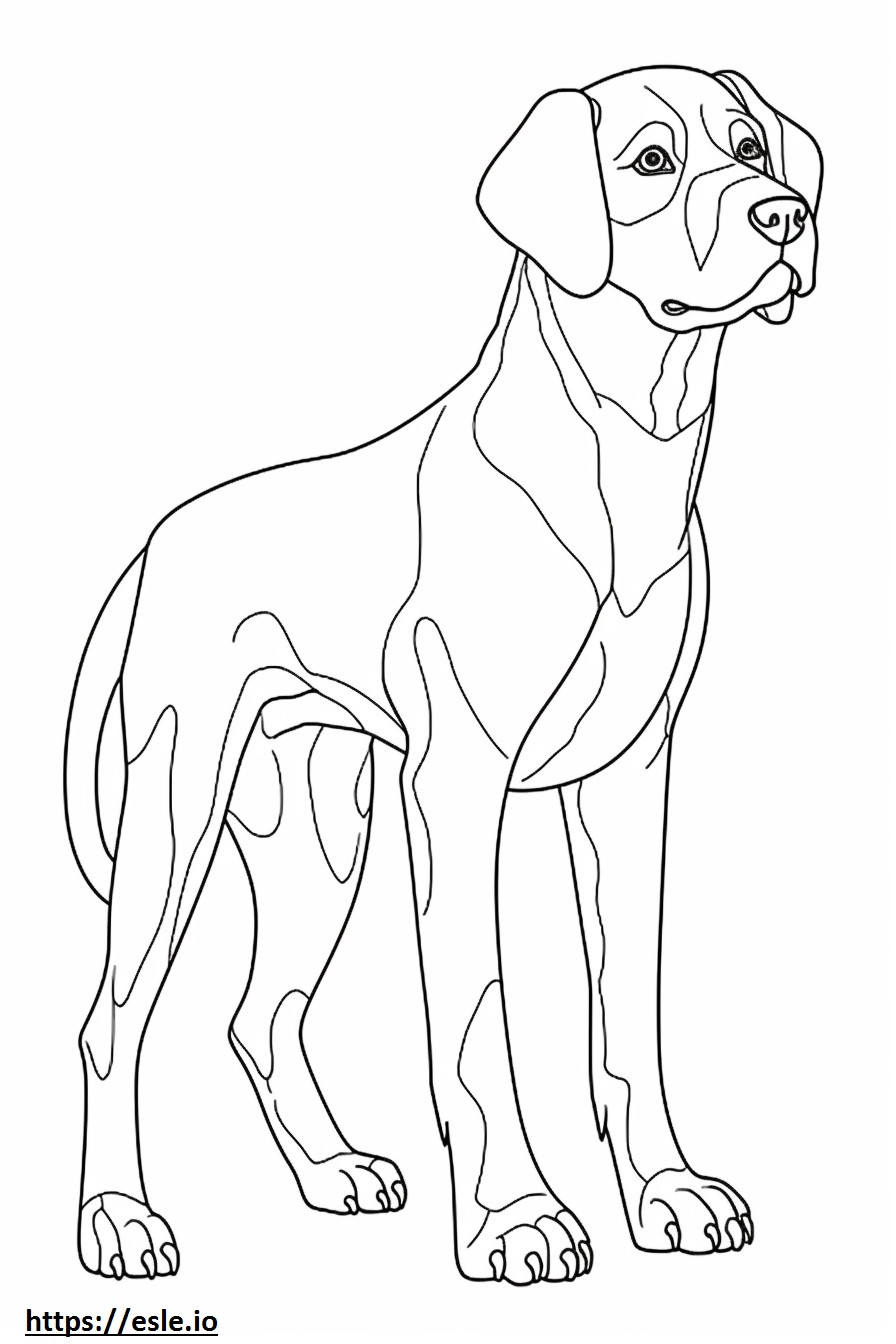 Beagle full body coloring page