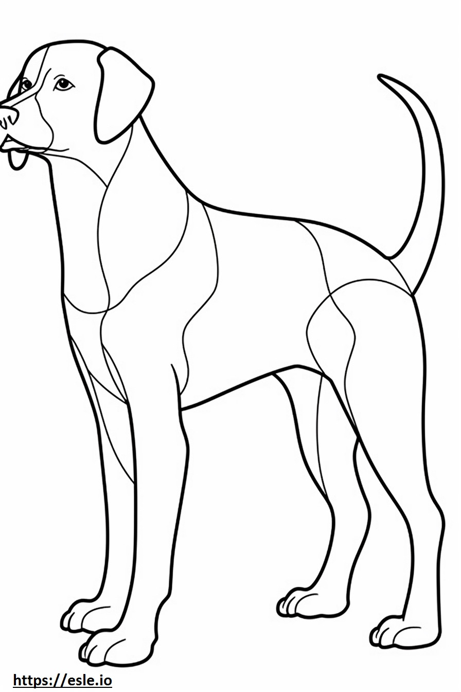 Beagle full body coloring page