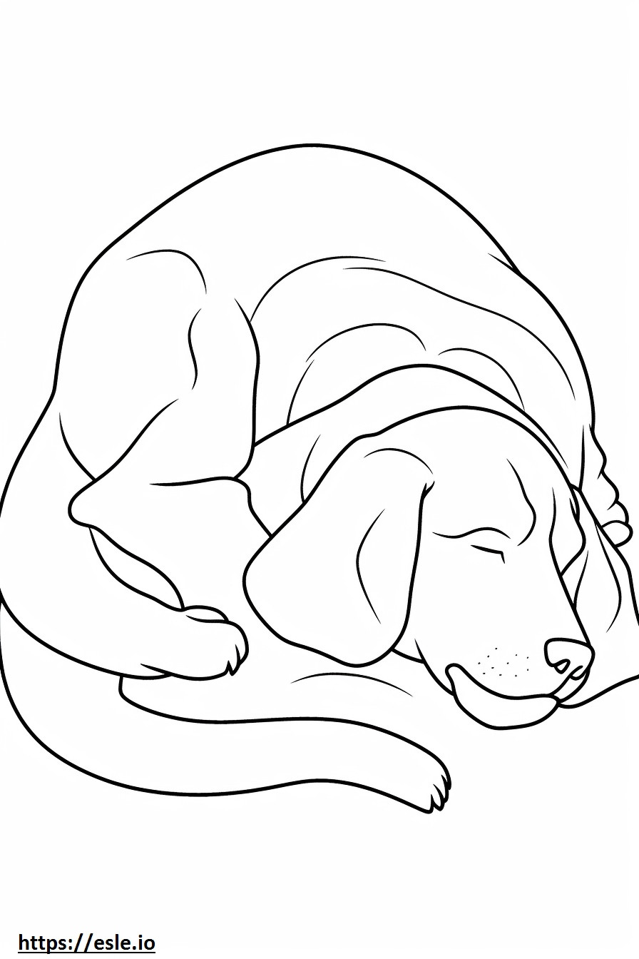Beagle nukkuu värityskuva