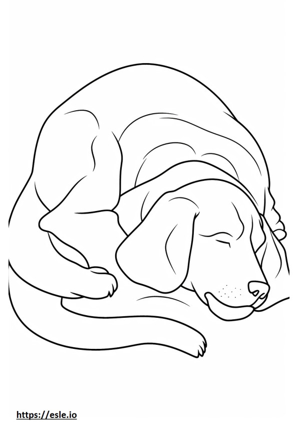 Beagle durmiendo para colorear e imprimir