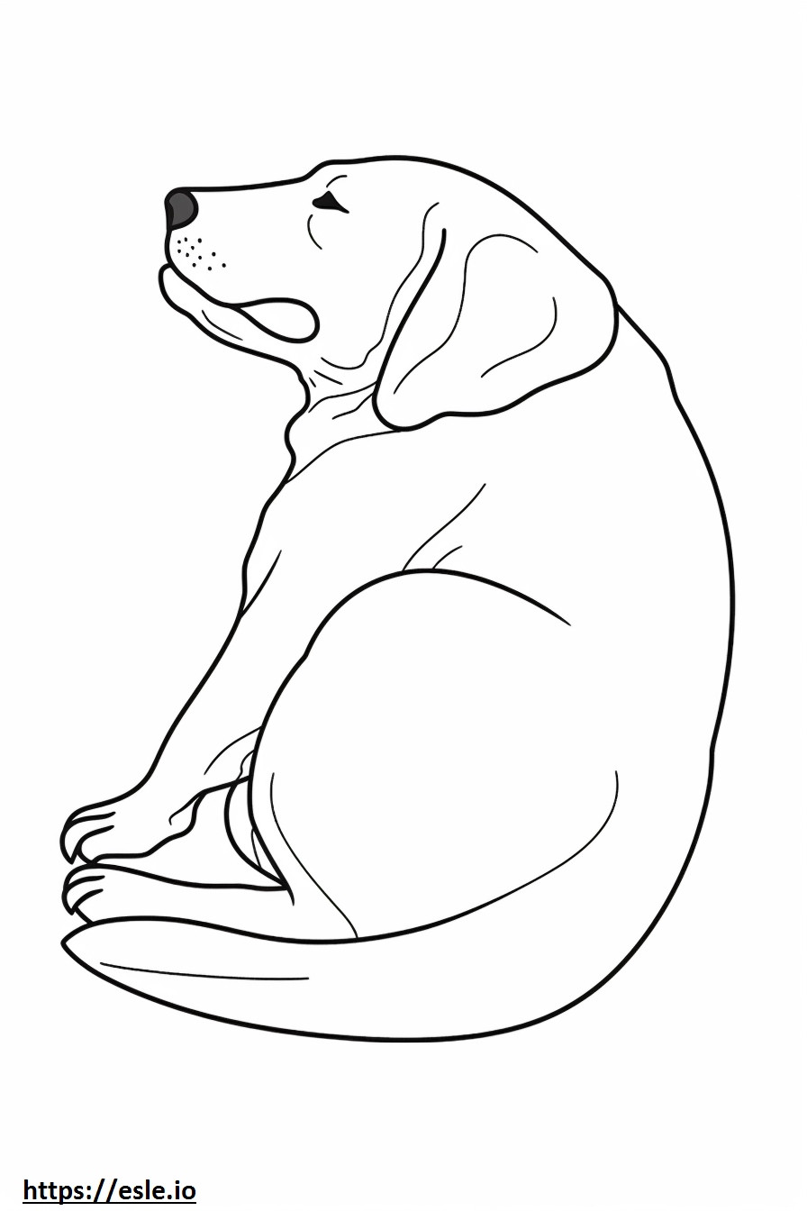 Beagle Sleeping coloring page