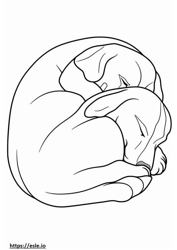 Beagle alszik szinező