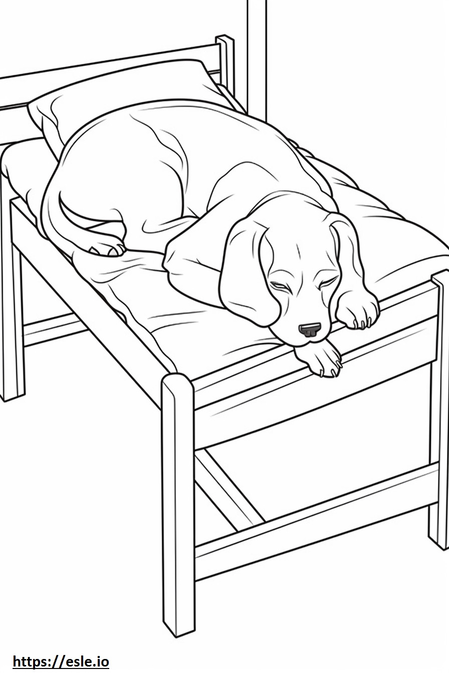 Beagle nukkuu värityskuva