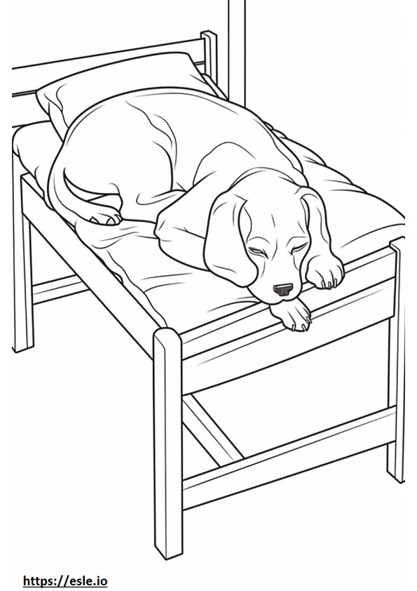 Beagle slaapt kleurplaat