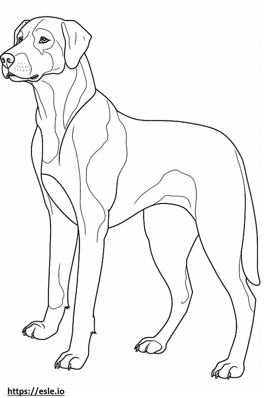 Beagle Shepherd full body coloring page