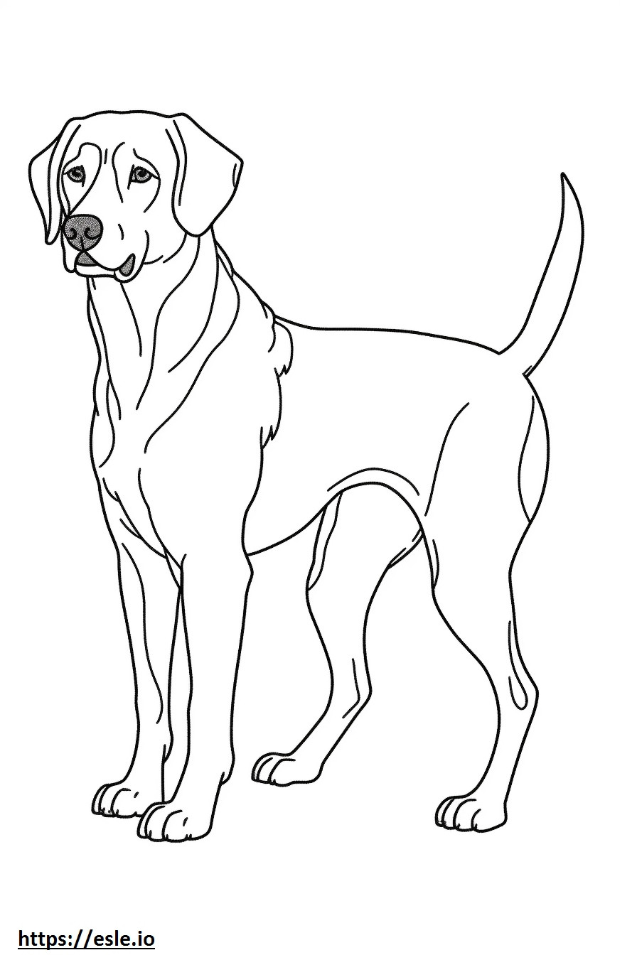 Beagle Shepherd koko vartalo värityskuva