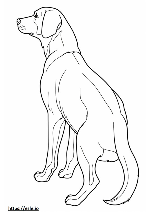 Cucciolo di pastore Beagle da colorare