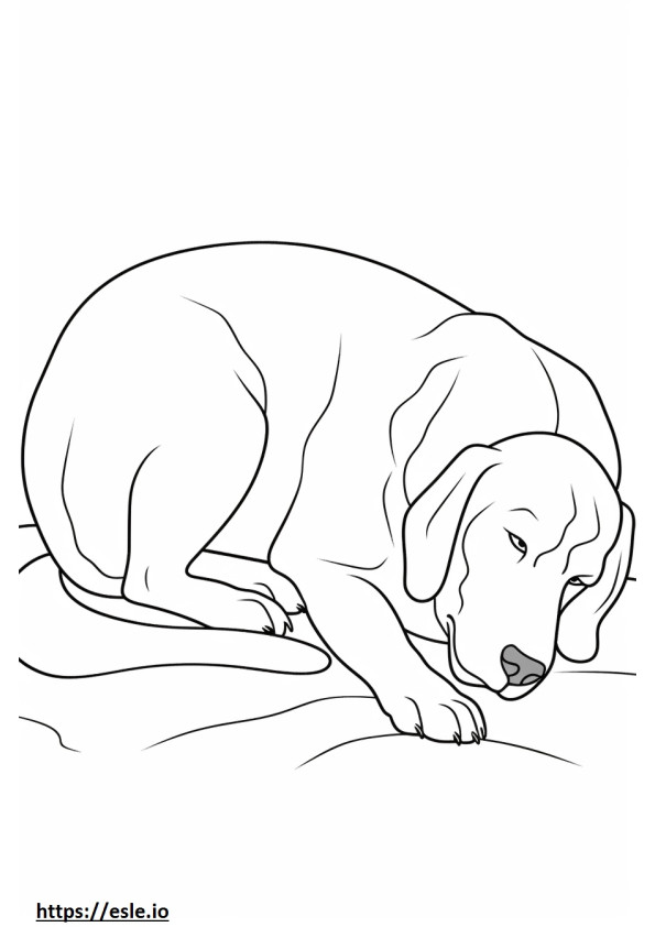 Ciobanesc Beagle Dormit de colorat