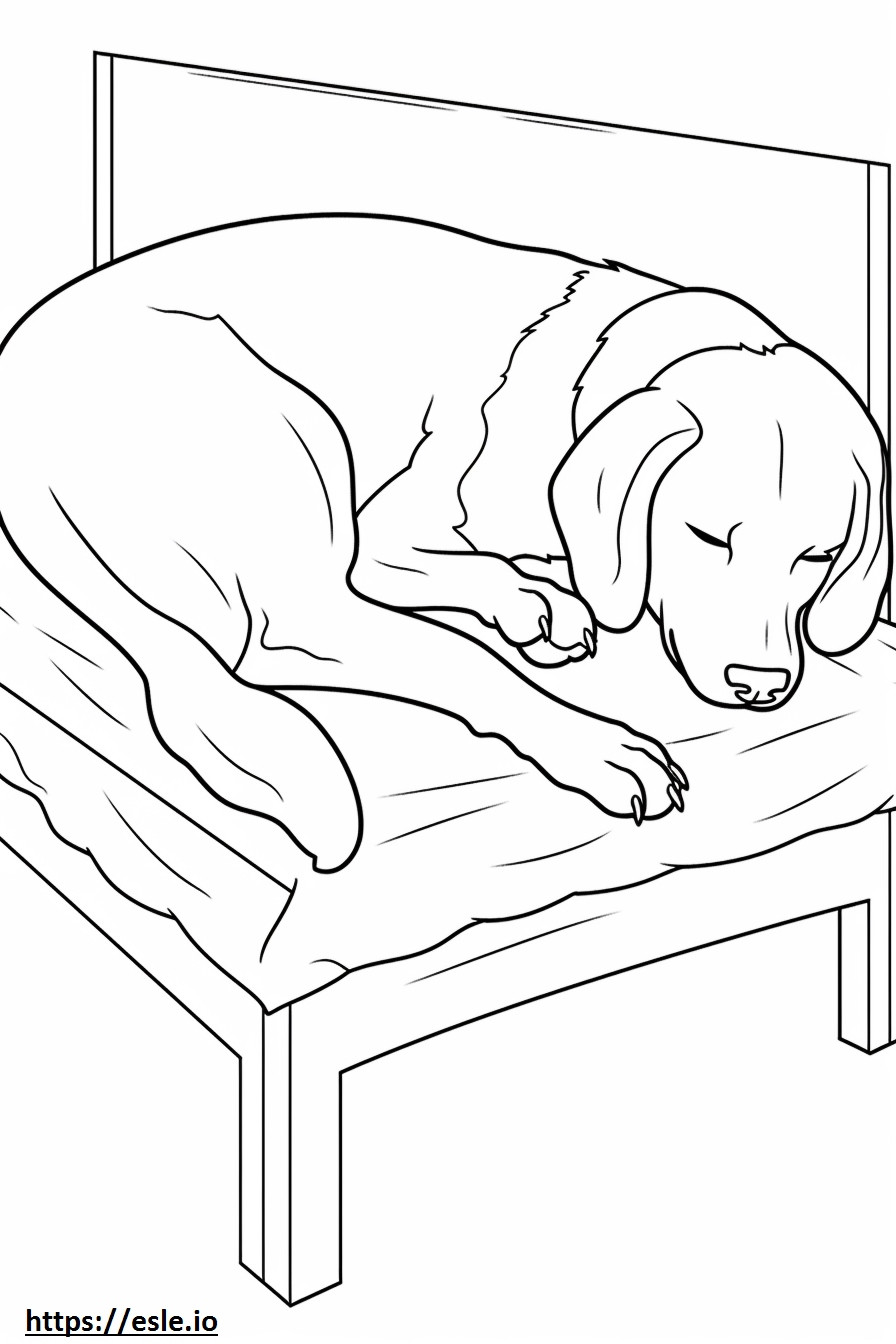 Coloriage Berger Beagle dormant à imprimer