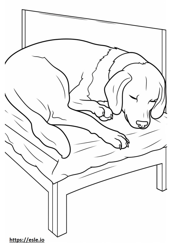 Beaglenpaimenkoira nukkuu värityskuva