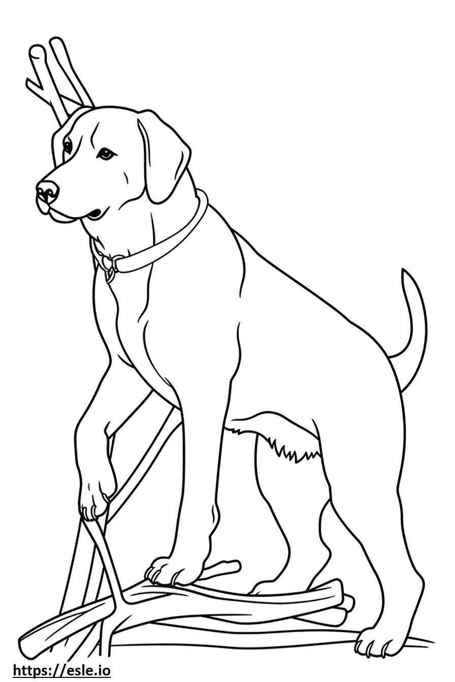 Beagle-Schäferhund spielt ausmalbild