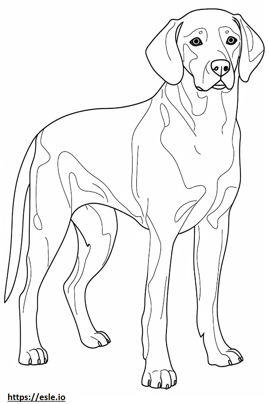 Beaglier cute coloring page